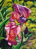 2 Blue and Purple Iris