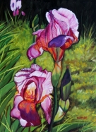 2 Iris with Small Bud