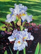 2 Light Blue Iris