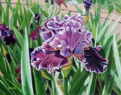 Bed of Purple Iris 