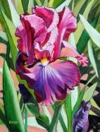 Large Maroon Iris