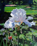 Large White Iris