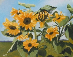 sunflowers